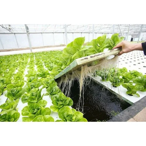 Almohadilla flotante hidropónica Aquaponics creciente de la placa flotante balsa flotante hidropónica para plantar hortalizas