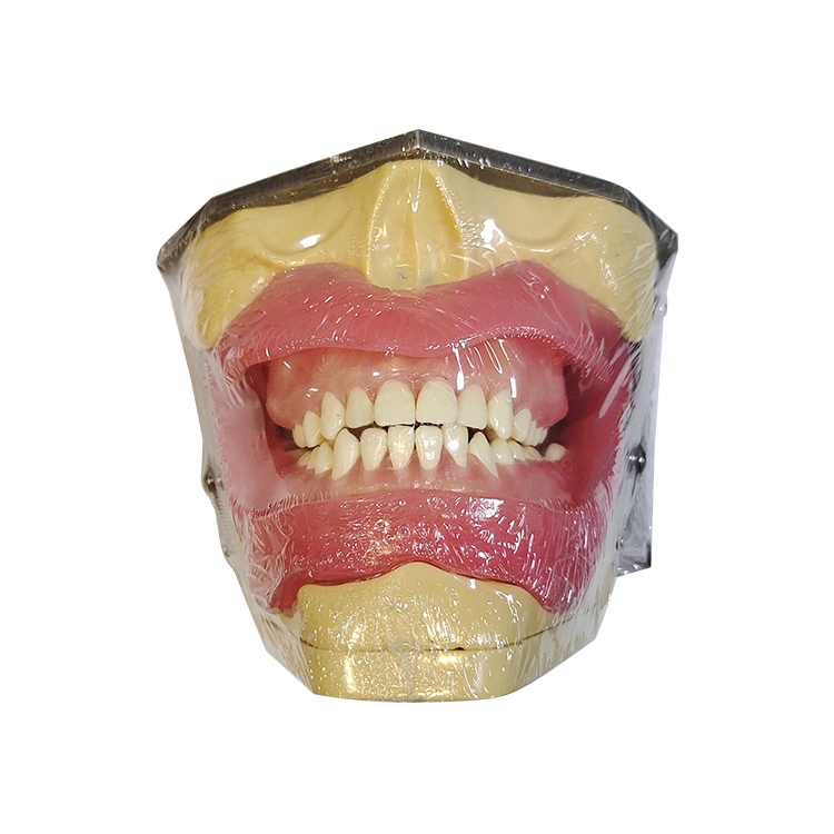 Model for Oral Anesthesia and Tooth Extraction