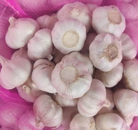 Pure White Garlic 4.5cm 5.0cm 5.5cm 6.0cm 6.5cm Fresh Garlic