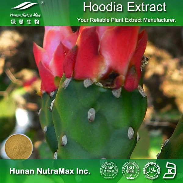 Cactus Extract Powder Opuntia Dillenii Haw Extract Powder 4: 1~20: 1