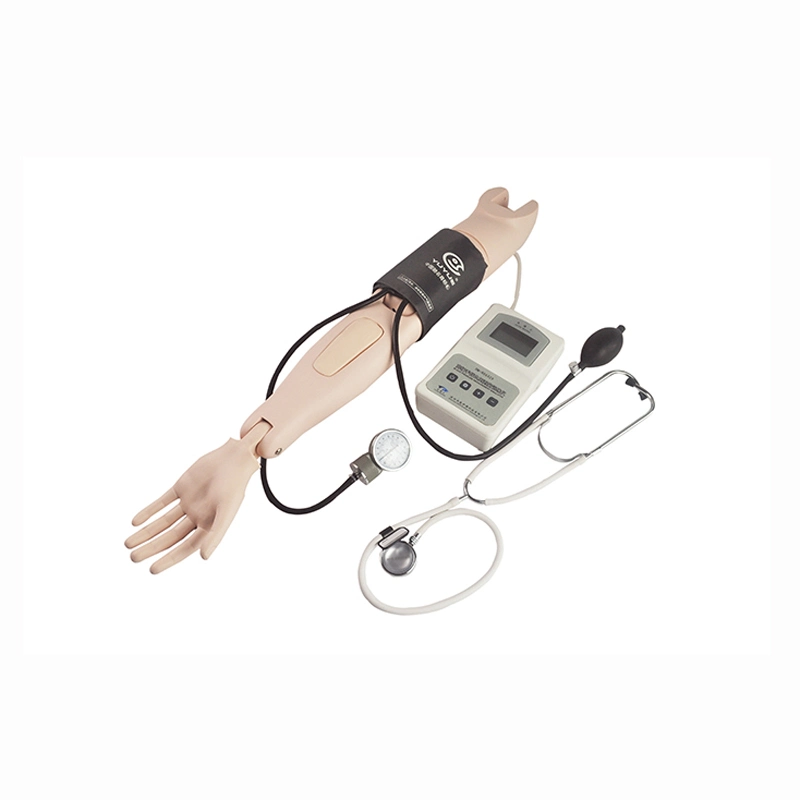 Modelo de ensino médico braço de medição da pressão arterial