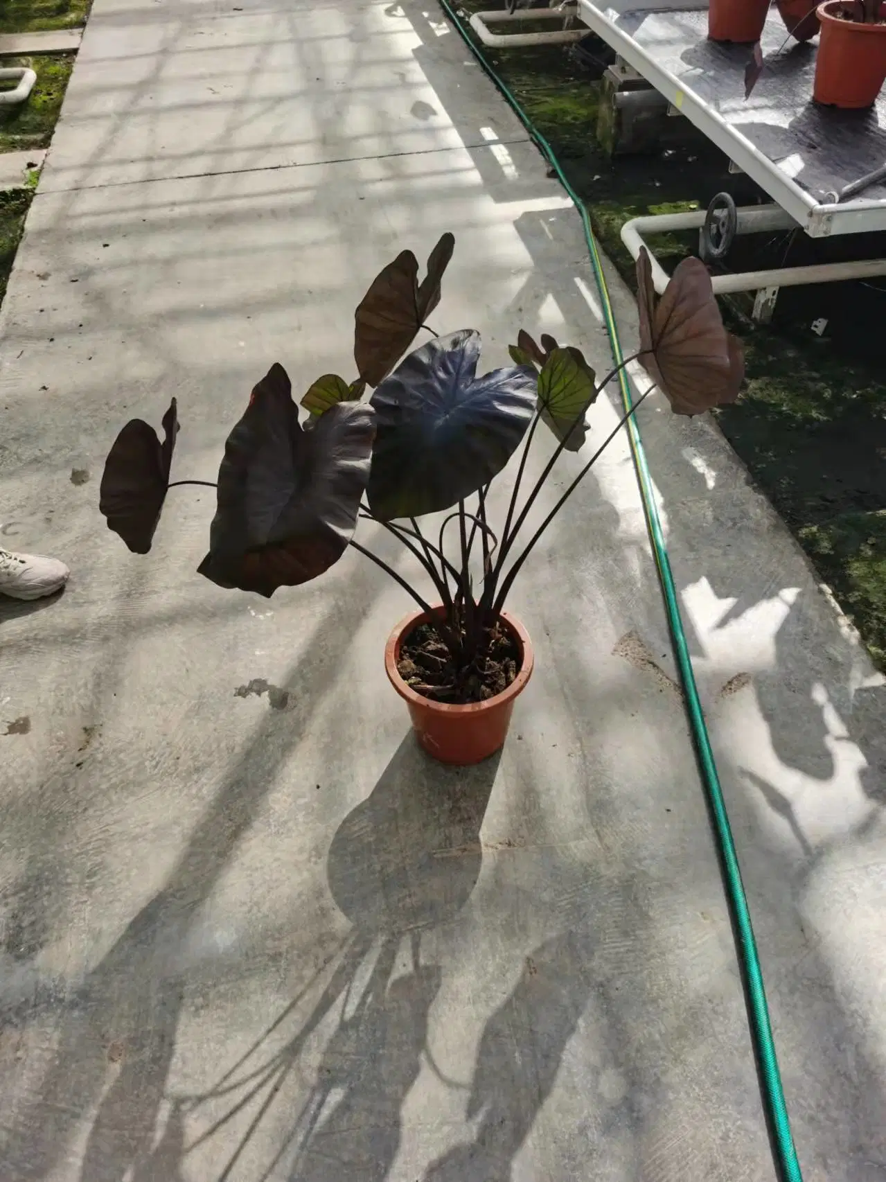 Plantes réel Colocasia corail noir de l'ornement intérieur fournisseur