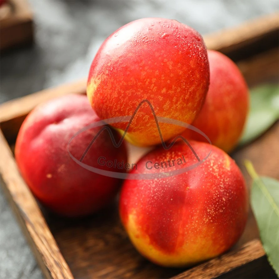 2023 New Crop Fresh Nectarine Peach Export for World