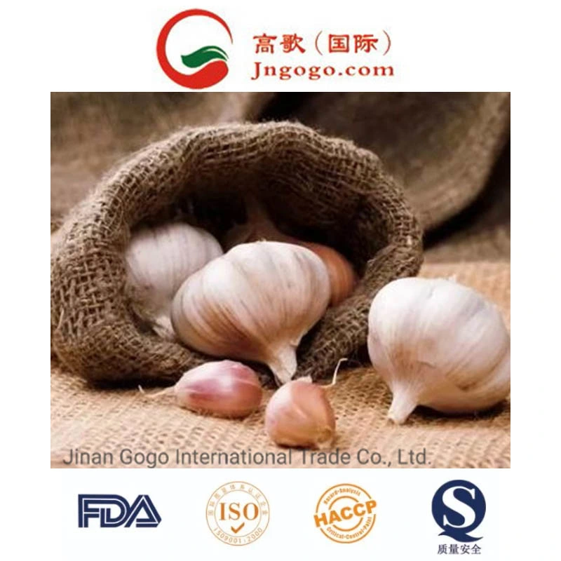 New Crop Fresh White Chinese Garlic Supplier