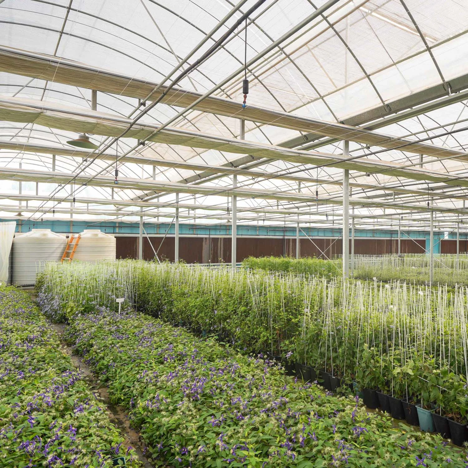 Horticuture Used Plastic Film Greenhouse Farm with Inner/Outer Shading System