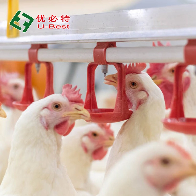 Venta caliente Broiler Suelo de cría de pollos sistema de alimentación agrícola / agrícola automático Maquinaria/Equipo de aves de corral