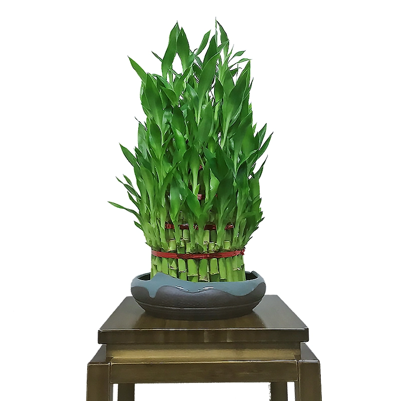 Natural Live HotSale Lucky Bamboo auf Lager