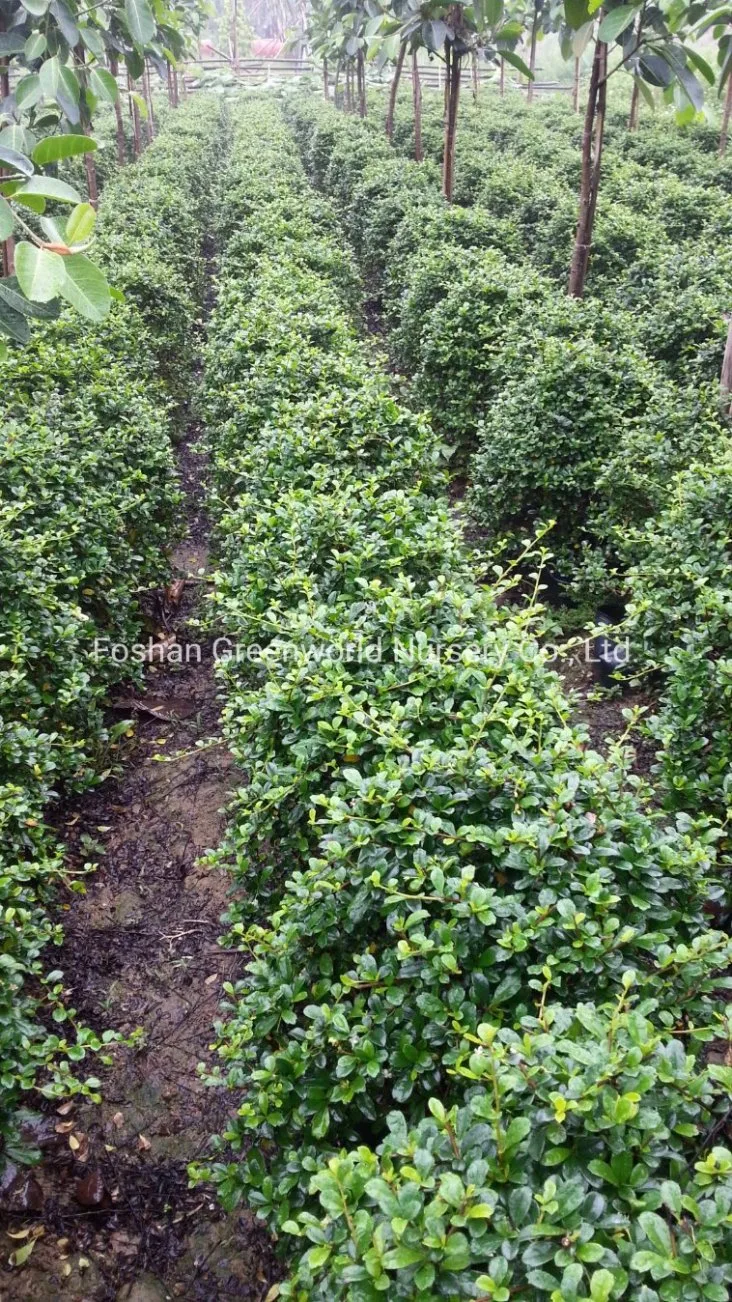 Carmona Ehretia Shrub Tree