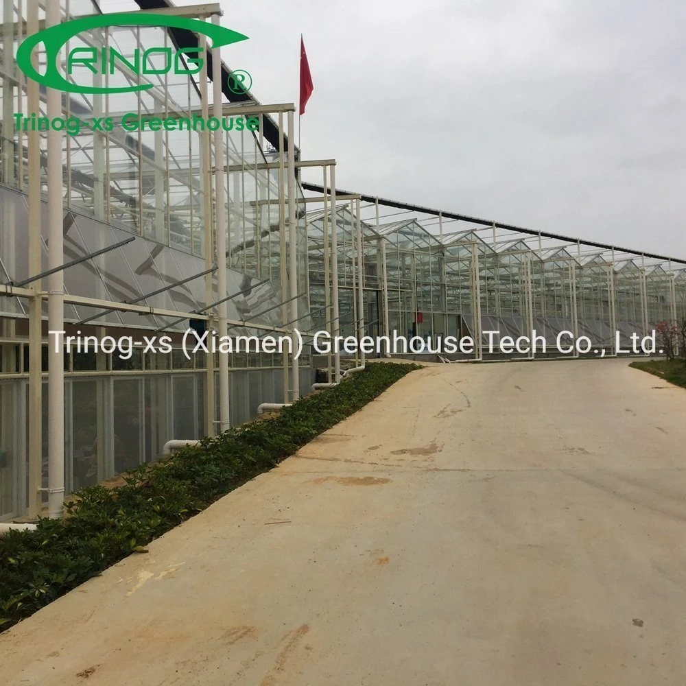 China Large Multi-span Commercial Galvanized Steel Pipe Structure Glass Greenhouse with Indoor Hydroponic System