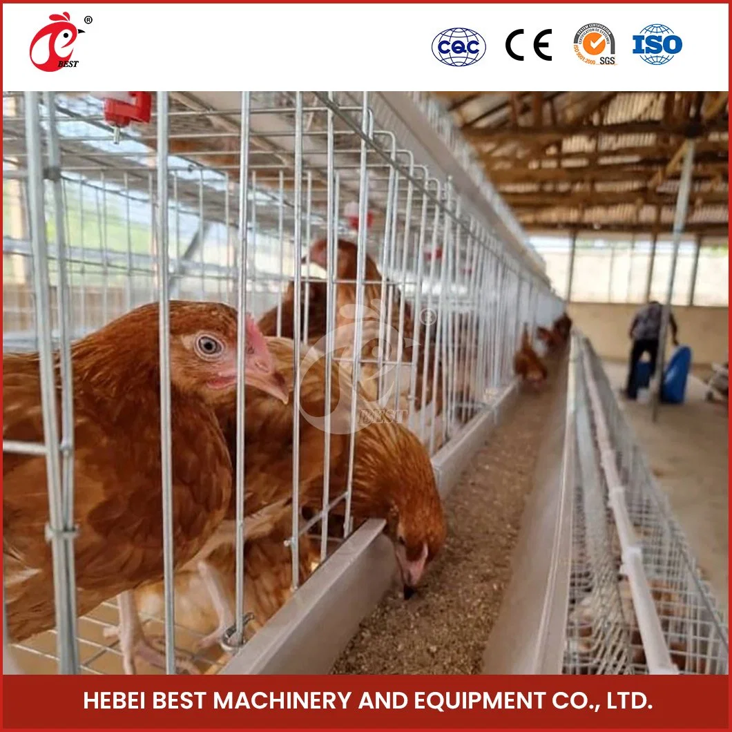 Bestchickencage a Type Pullet House Breeder Cage China Best Baby Chicken Coop Factory Wholesale Durable and Easily Clean Automatic Cages for Chickens Pullet