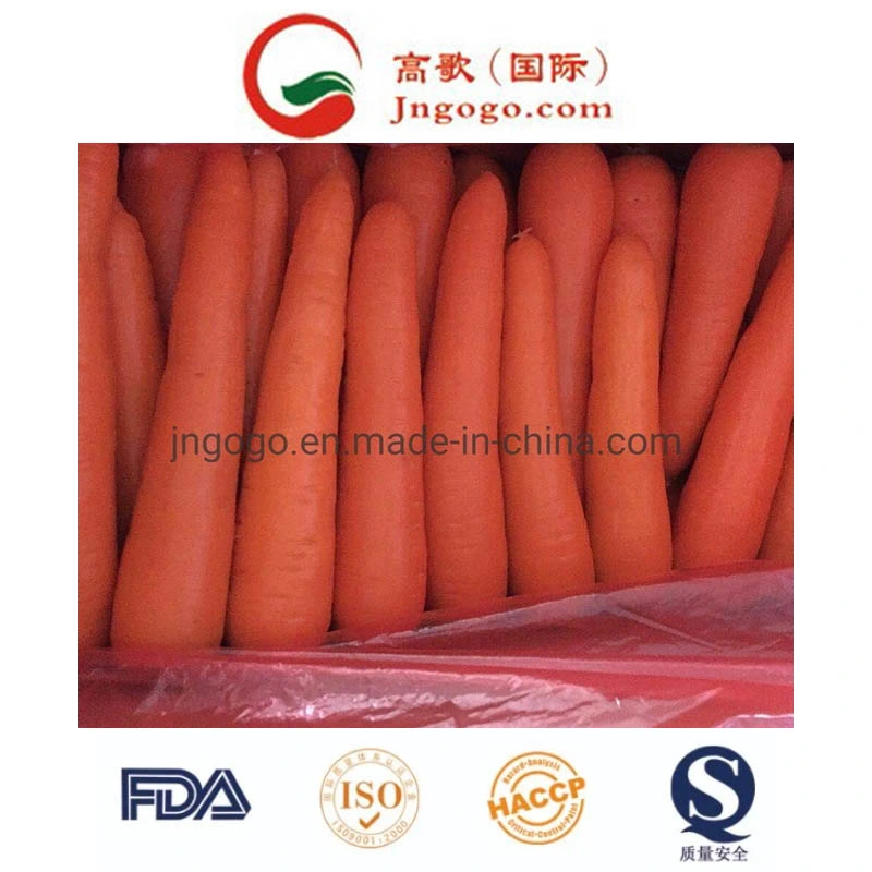 Good Quality for Exporting Fresh Carrot (316)