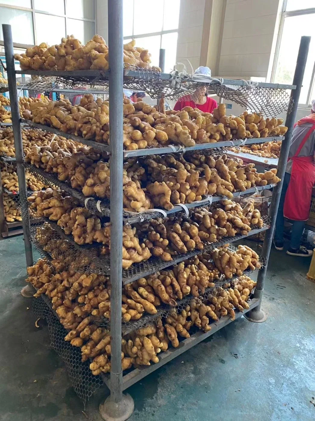 Edible New Crop Air Dry Fresh Ginger