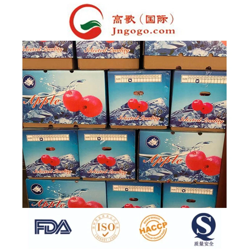 Good Quality Carton Packing Fresh Apple