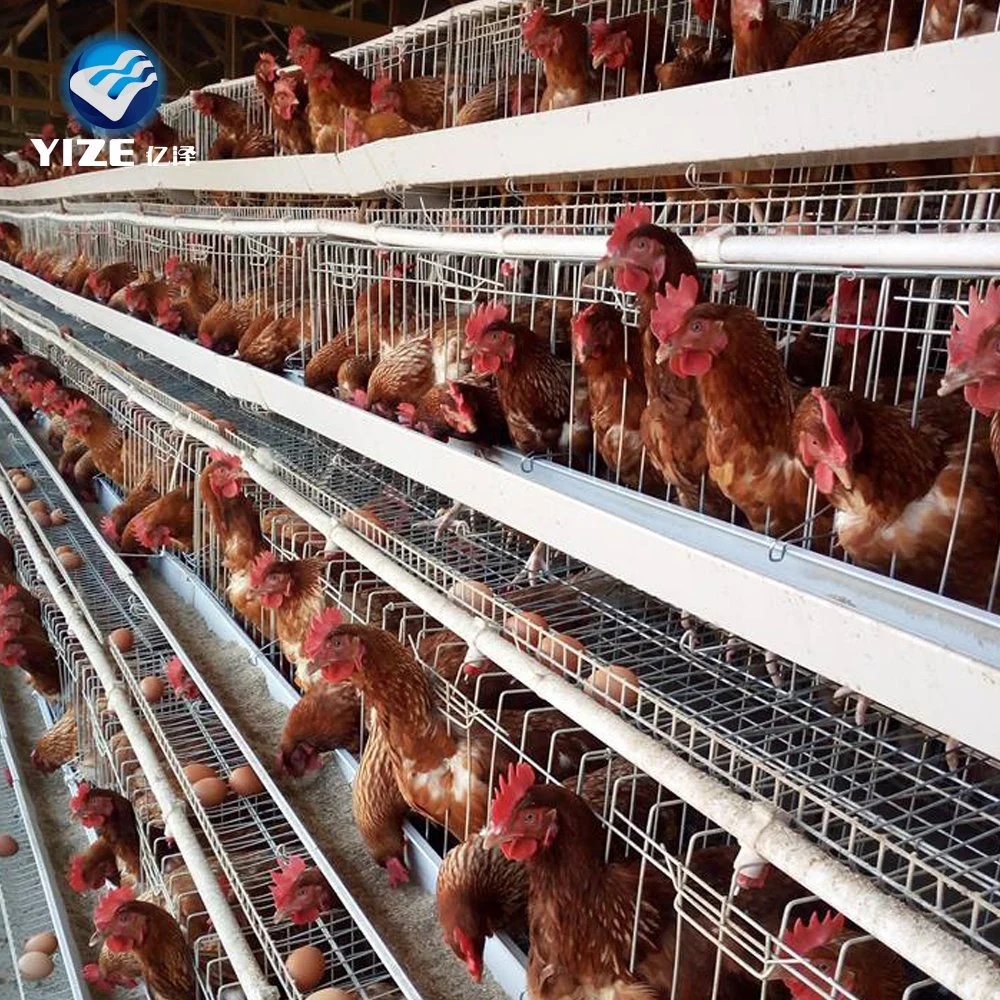 Alimentação de fábrica Poultary Galvanizado Automática da Bateria do compartimento da gaiola de camada de frango venda quente em 2023