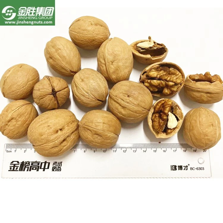 Hot Sale Grade AAA Walnut in Shell (Origin: China)