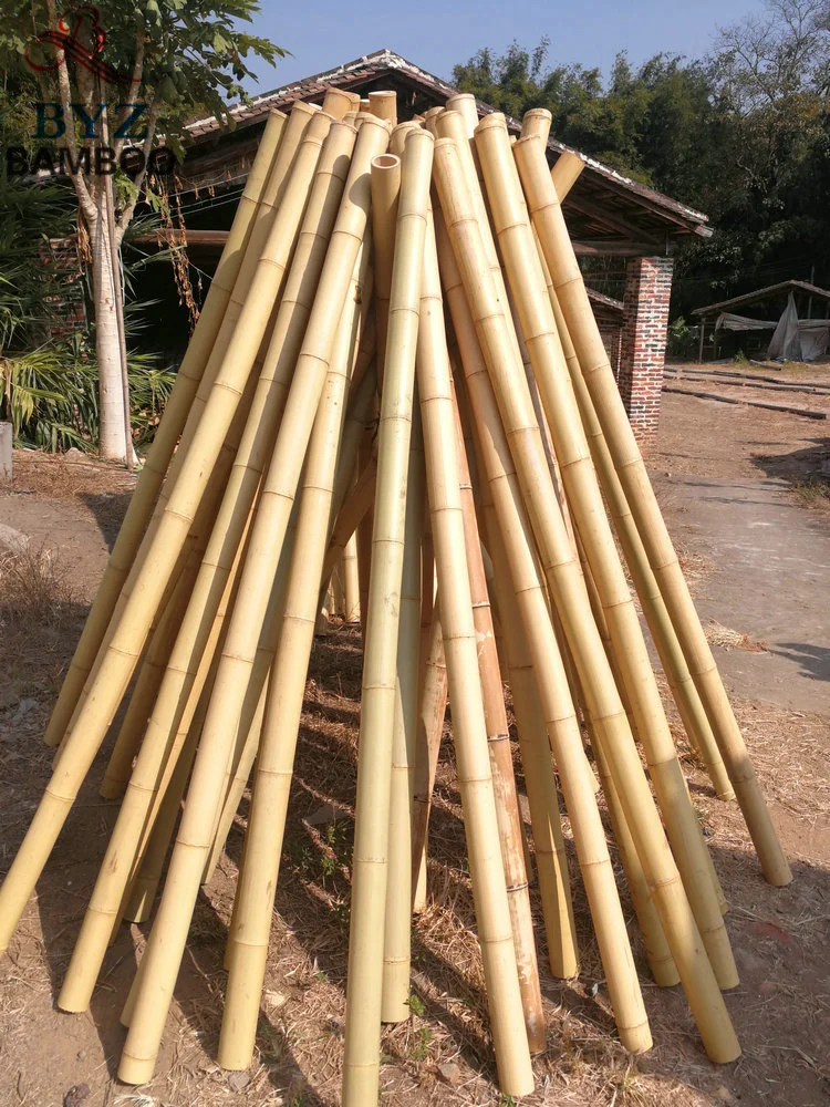 Canne en bambou Moso pour la décoration et la construction