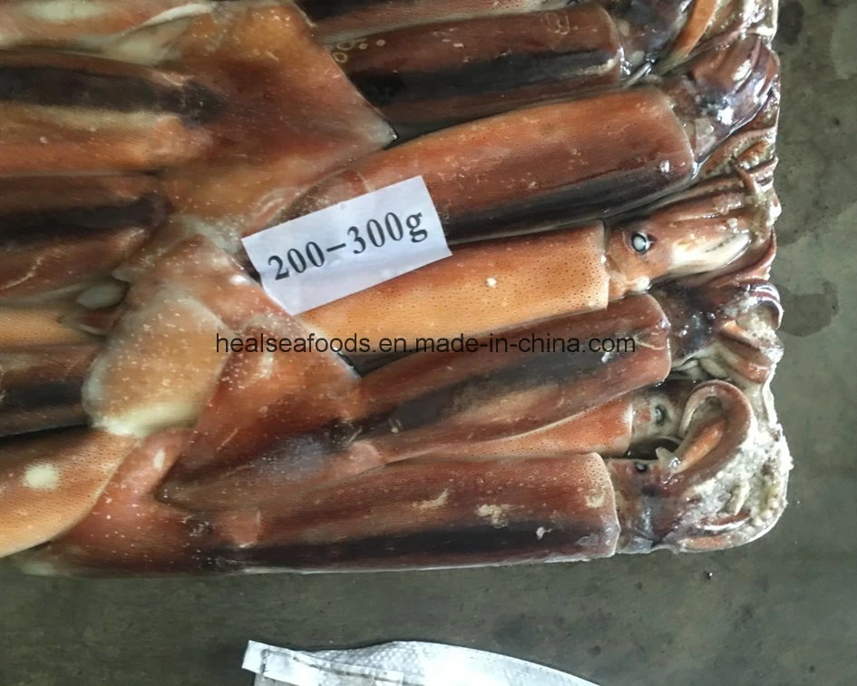 12.5kgs Bqf Squid Illex Argentinus Squid From China