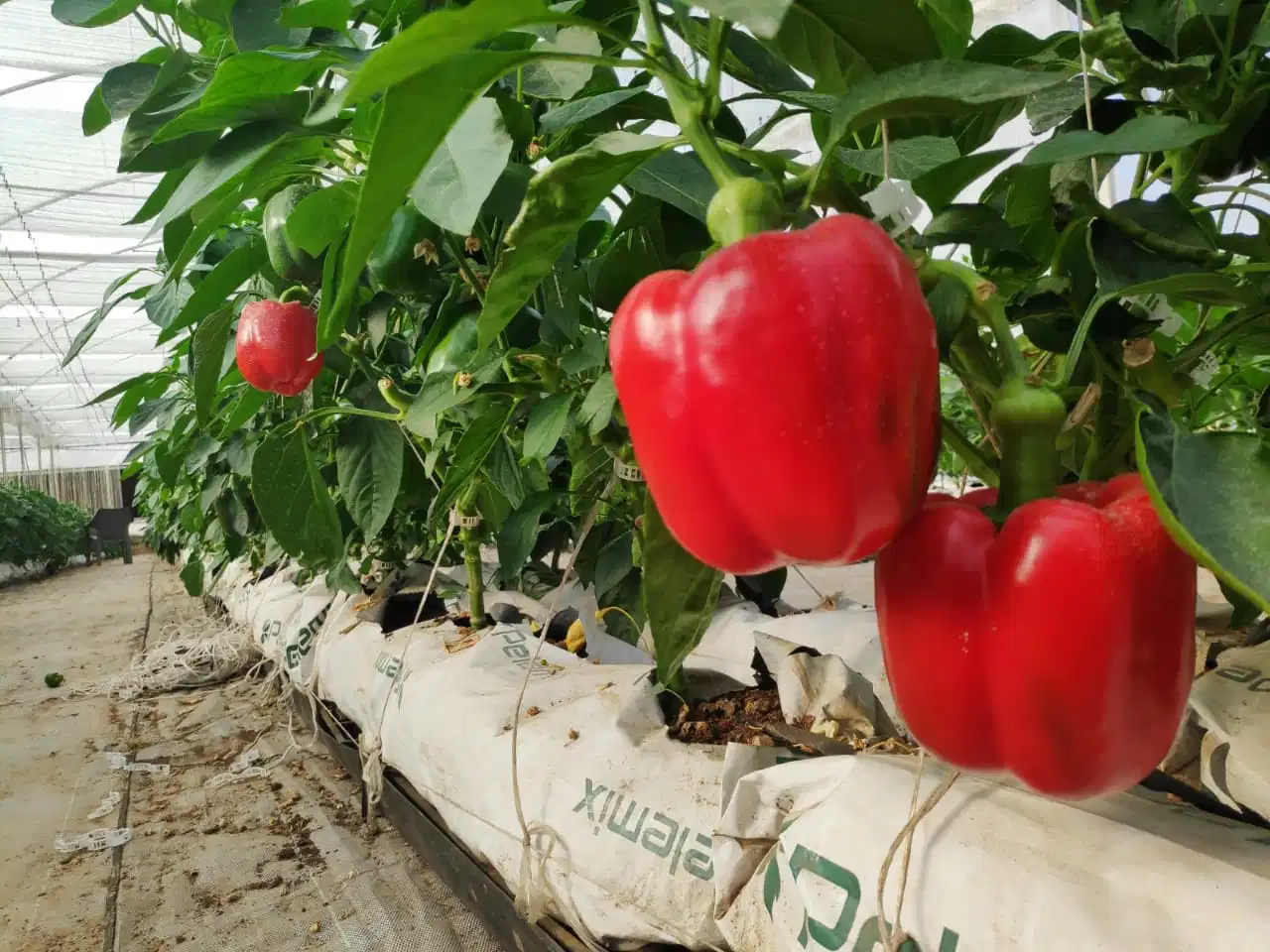 Cocopeat Grow Bag Slabs Best Growing Solution Media Coco Coir Farming for Tomatoes, Bell Pepper, Strawberry in Greenhouses UV Stablized Durable Grow Equipment