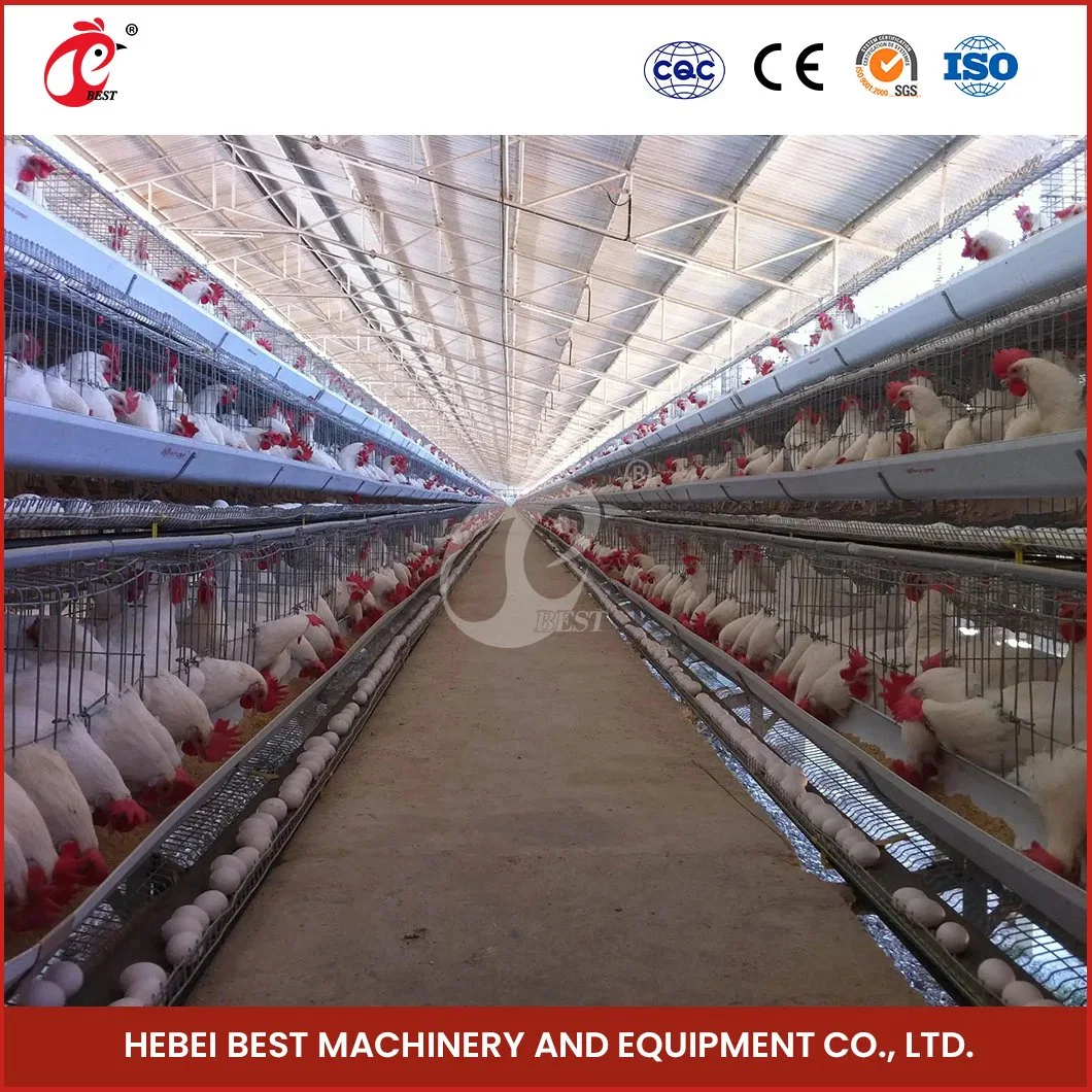 Bestchickencage الطبقة العادية Cage الصين طبقة الدجاج المنقولة Coop الشركة المصنعة البيض المادة عالية الجودة البيض زرع الدجاج Coop