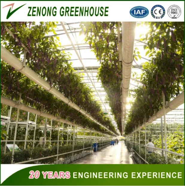 Commercial PC Sheet Greenhouse with Good Quality Price Hydroponics System