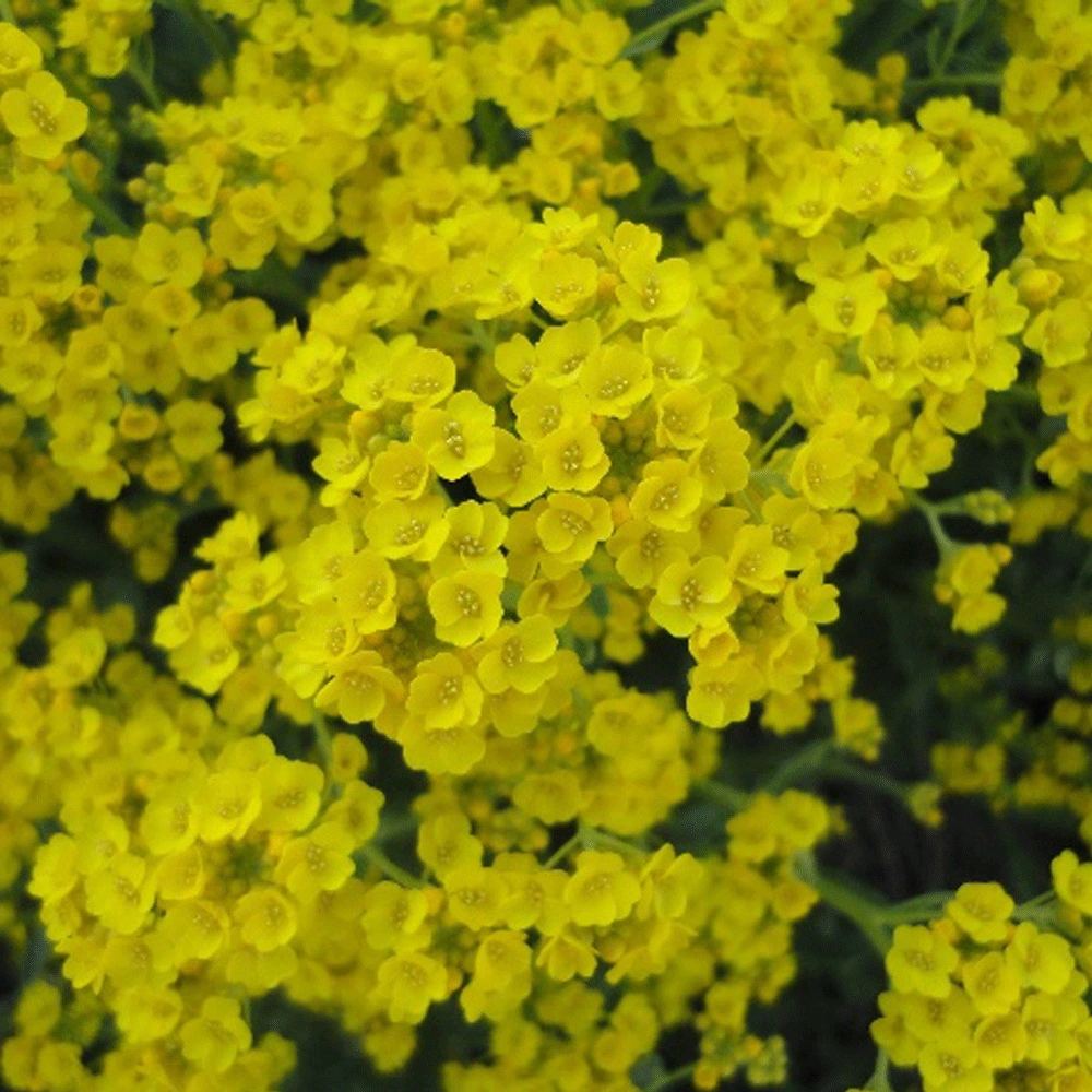 Touchhealthy Supply Aurinia Saxatilis Seeds/Yellow Alyssum Seeds