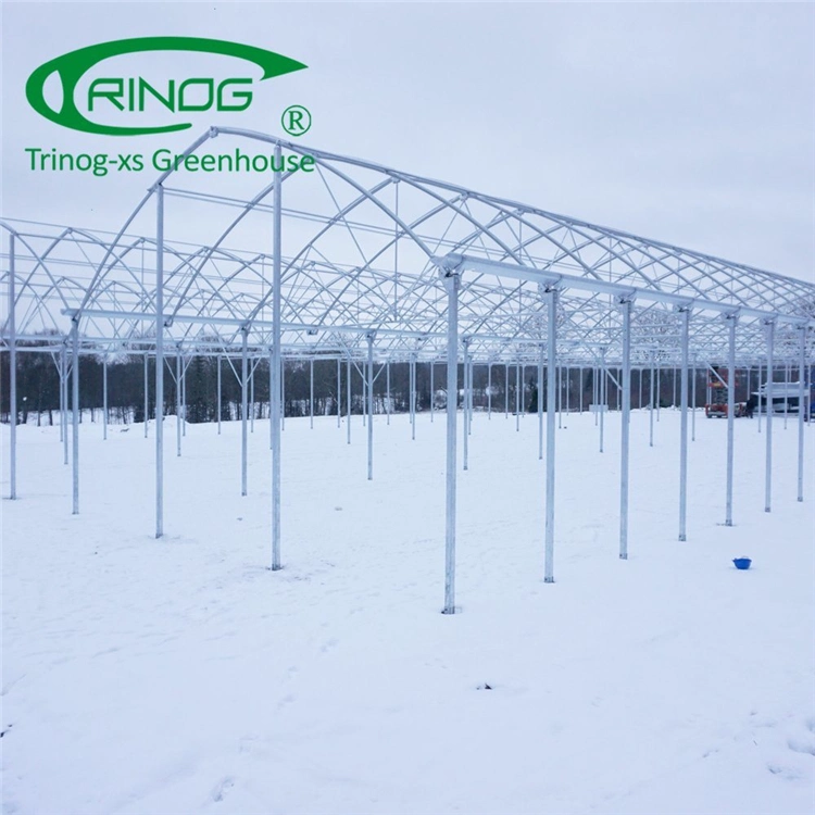 Professional Multi-span Film Tunnel Greenhouse for Vegetables