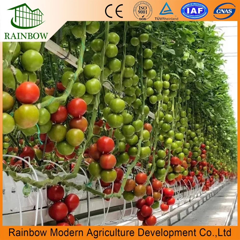 Soilless Culture Hydroponics System Agricture Greenhouse for Tomato Cucumber Pepper