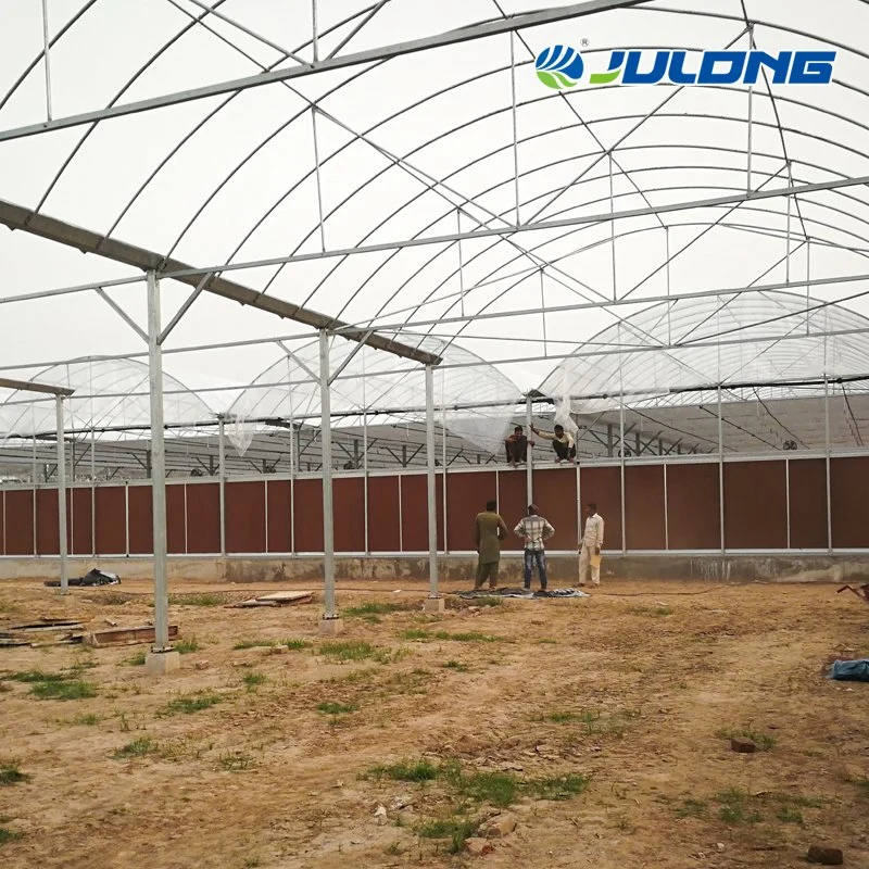 Agriculture Substantial Tunnel Galvanized Steel Cucumber Maxpower Greenhouse