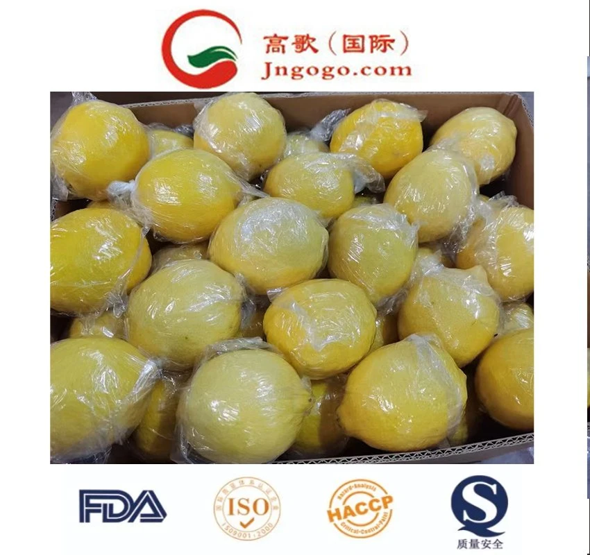 Wholesale/Supplier Natural Citrus Fruit Fresh Green Organic Lemon