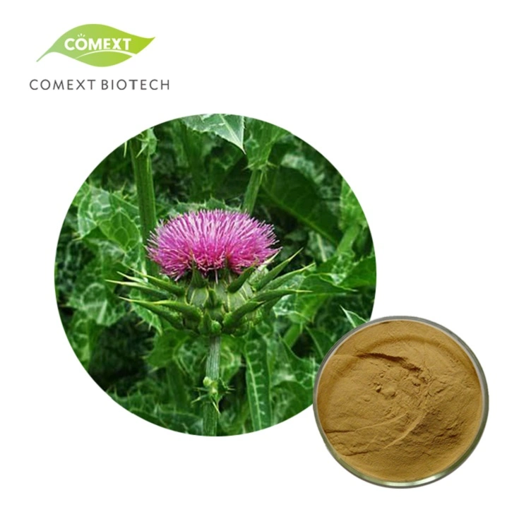 Comext Kräutersilybum Marianum Pflanze Seligen Thistle Samen Pulver 30% Silybins HPLC UV 40%~80% wasserlöslich 40% Silymarin Milchdistel Extrakt für die Leber Gesundheit