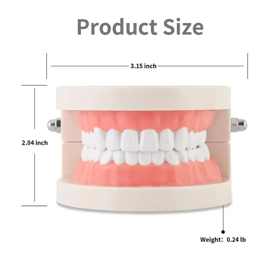 Modèle de dents dentaires SJ Modèle de taille standard de dents d'adulte gomme amovible Modèle pour l'étude de l'enseignement Typodont