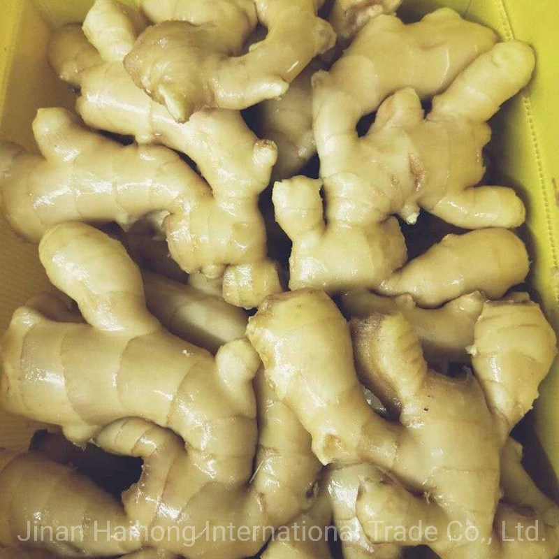 New Harvested Best Quality Fresh Ginger