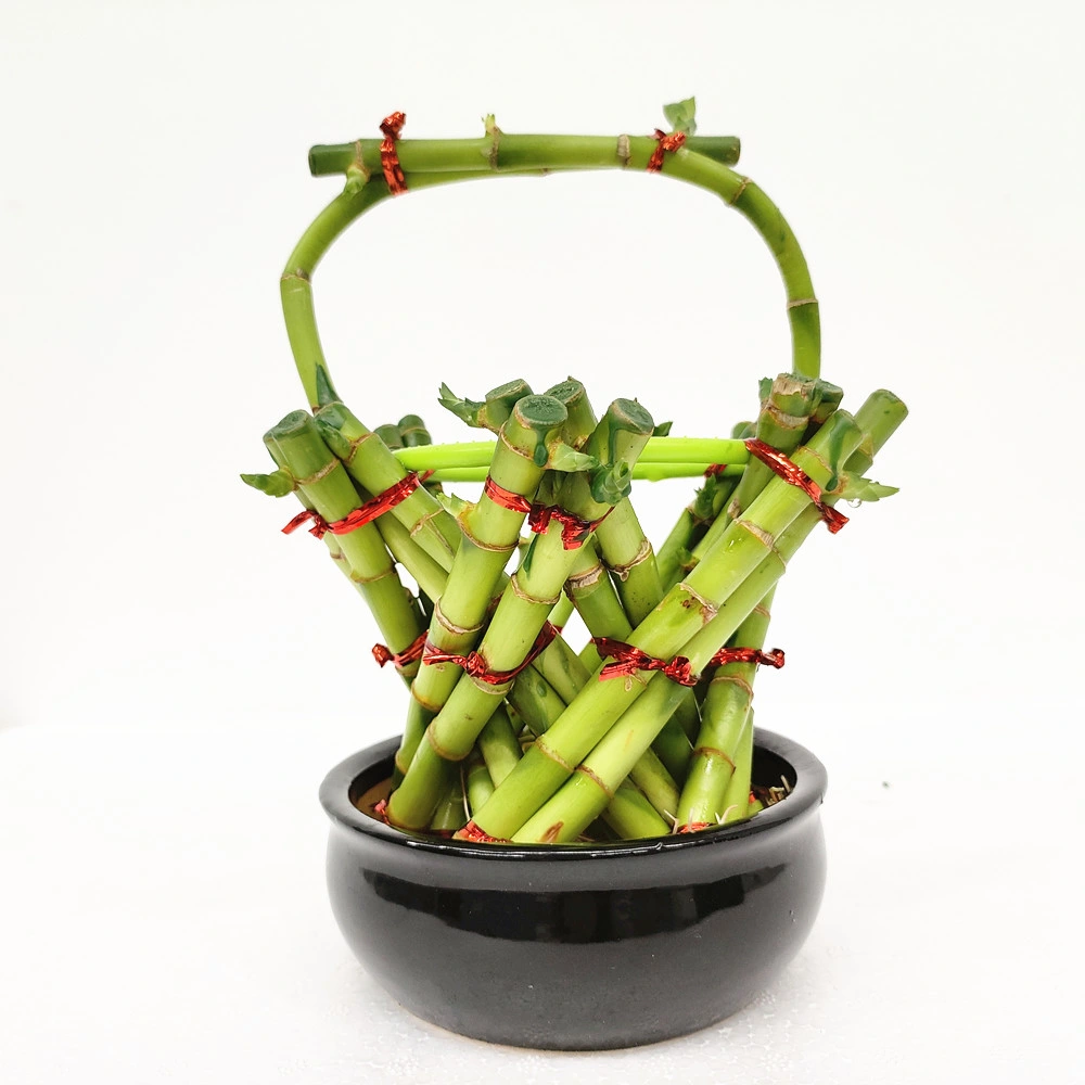 Dracaena Sanderiana Lucky Bamboo Basket Flowers Arrangement Braided Style Wholesale