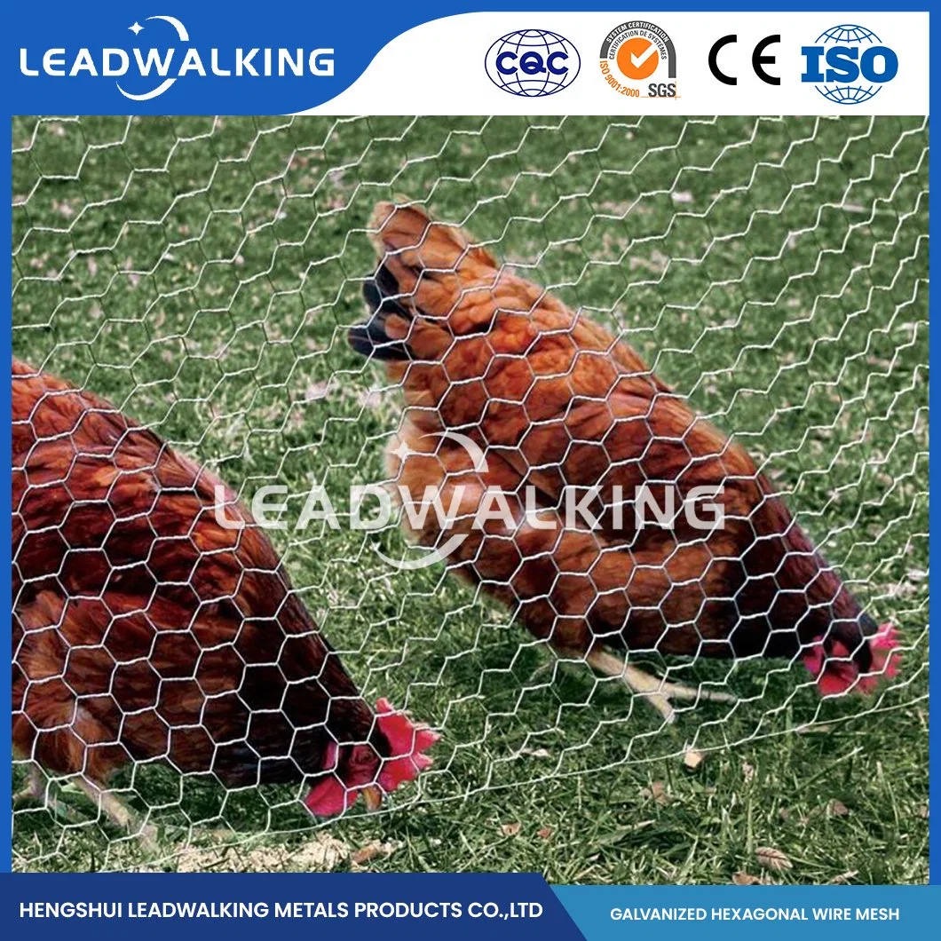 Leadwalking China Woven Type 304 316L Stainless Steel Wire Mesh Manufacturers Copper Wire 50-200cm Height Hexagonal Plastic Coated Steel Wire Hexagonal Net