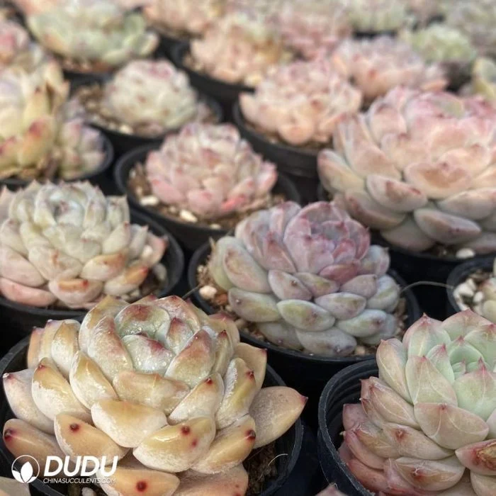 Dudu China Proveedor Cheap Echeveria plantas Naturales vivas ligeramente borrachos Para la venta