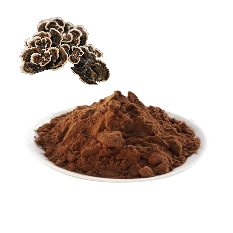 Extrait de champignon de la queue de dinde Coriolus Versicolor Ganoderma Lucidum Mushroom Mélanges hydrosolubles