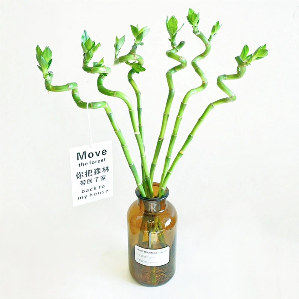 spiral Lucky Bamboo Artificial Flower Air Clean Bonsai Nursery Green Live Plants Wholesale/Supplier