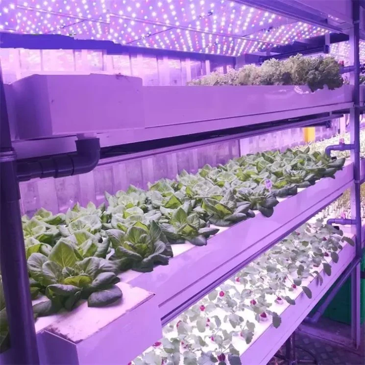 Control de clima Temperatura de la estructura de acero de la planta de invernadero Hidroponía Aeroponics sistema hidropónico