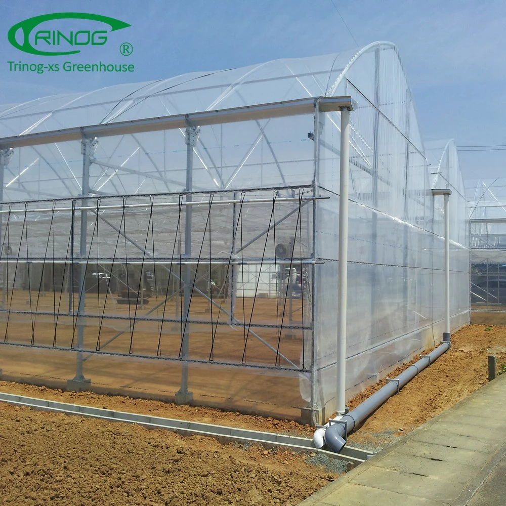 South Africa plastic film arch greenhouse for nursery young plant