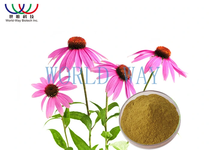 Fabricant de BPF soluble dans l'eau Echinacea purpurea Extract