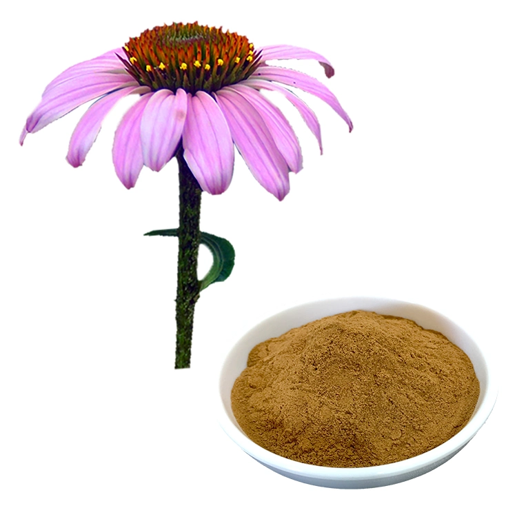 Polyphenol Echinacea Purpurea Extract Organic Echinacea Purpurea Extract Powder