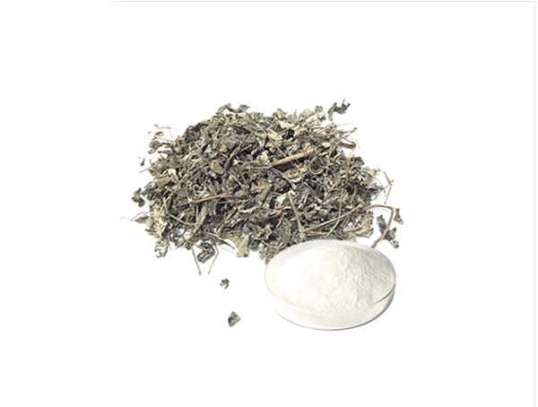 Vine Tea Extract Ampelopsis Grossedentata W. T. Wang.