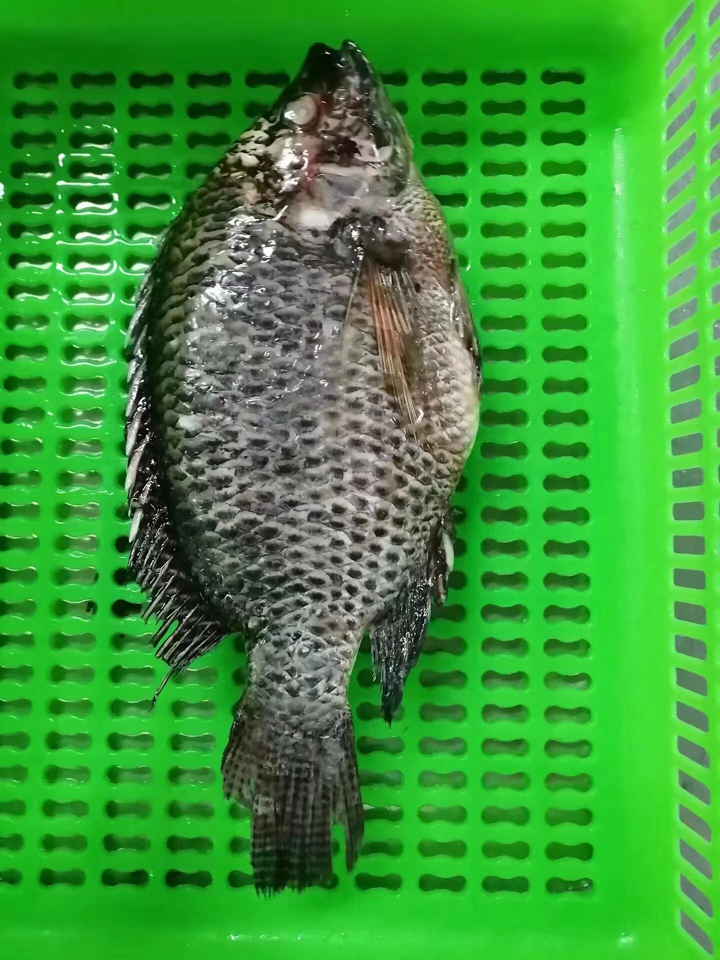 Frozen Tilapia Whole Round/Frozen Tilapia Fillet/Frozen Seafo