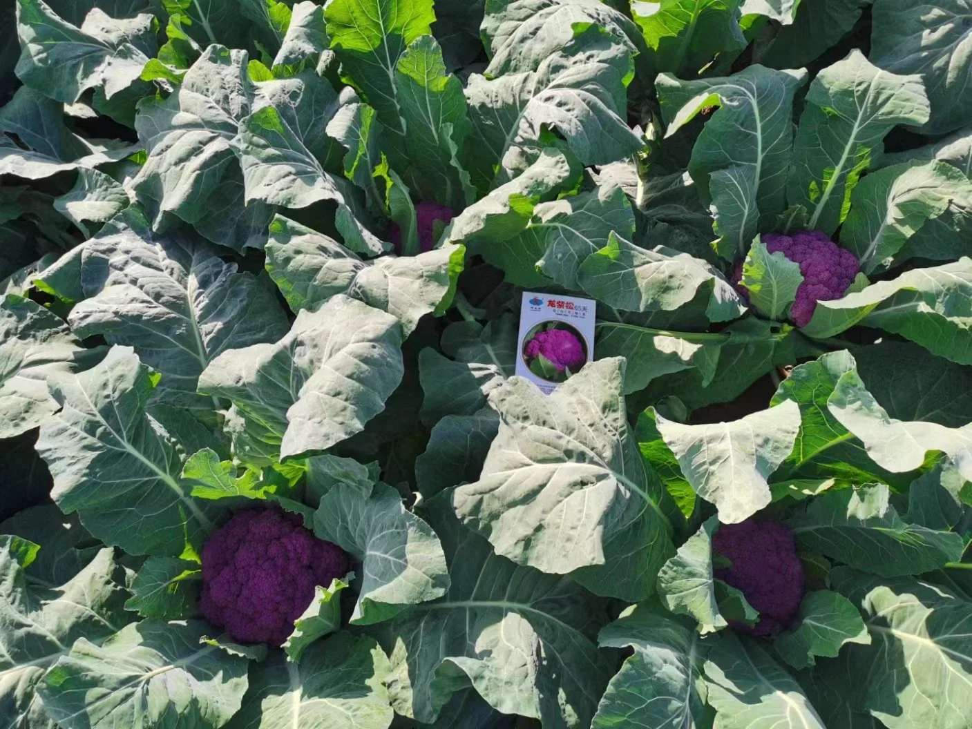 Heißer Verkauf Hybrid Purple Blumenkohl Samen zum Verkauf