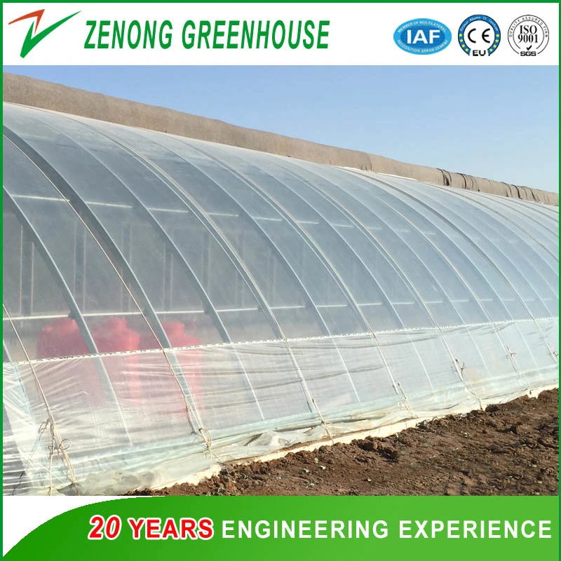 Single Span Solar Greenhouse for Cucumber/Tomato/Melon Handing Planting