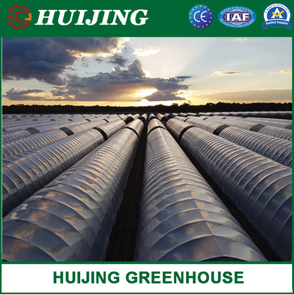 Galvanized Steel Single Span Tunnel Greenhouse for Commercial Used