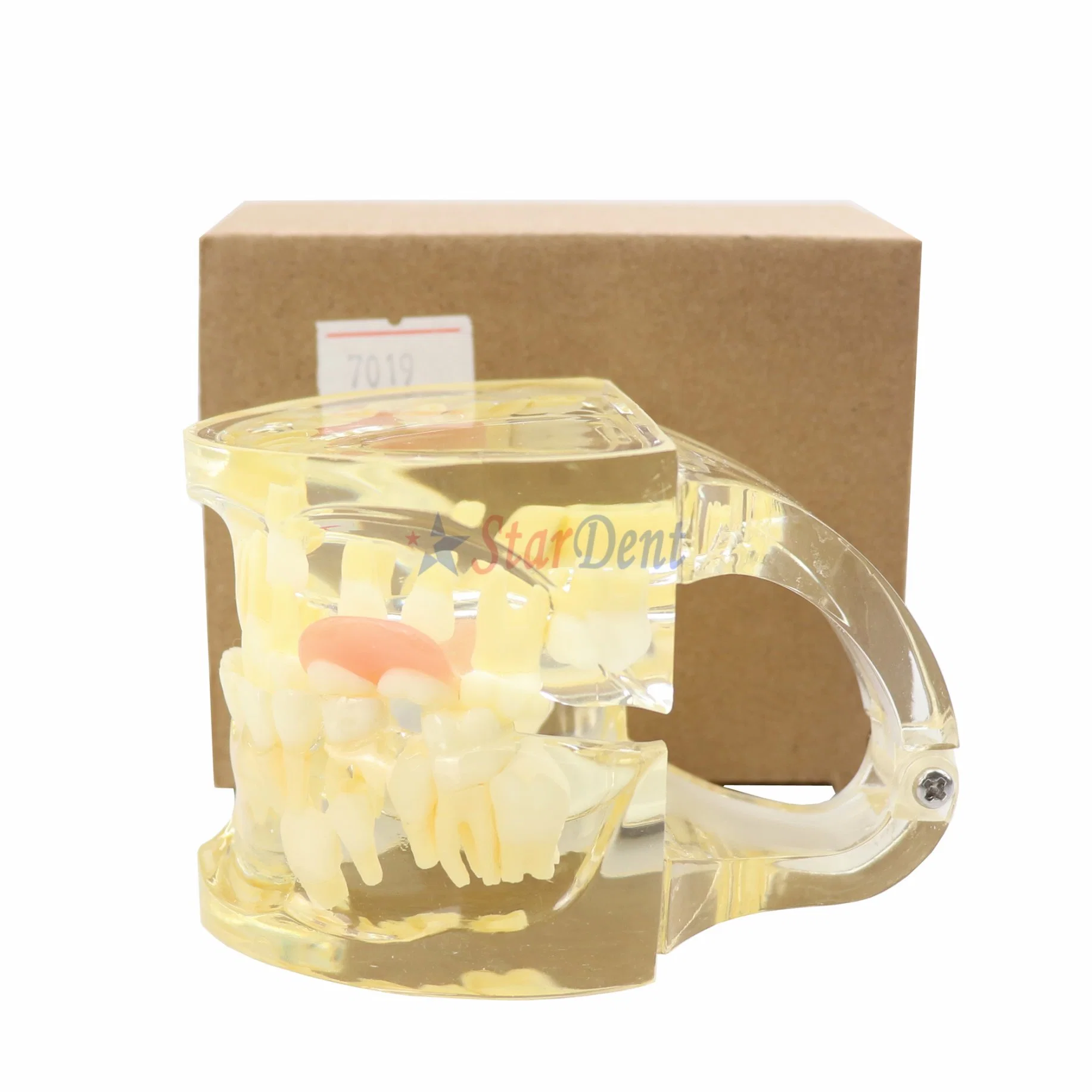 Dental Teeth Model with Removable Flipper Clear Mix Dentition Model for Teaching