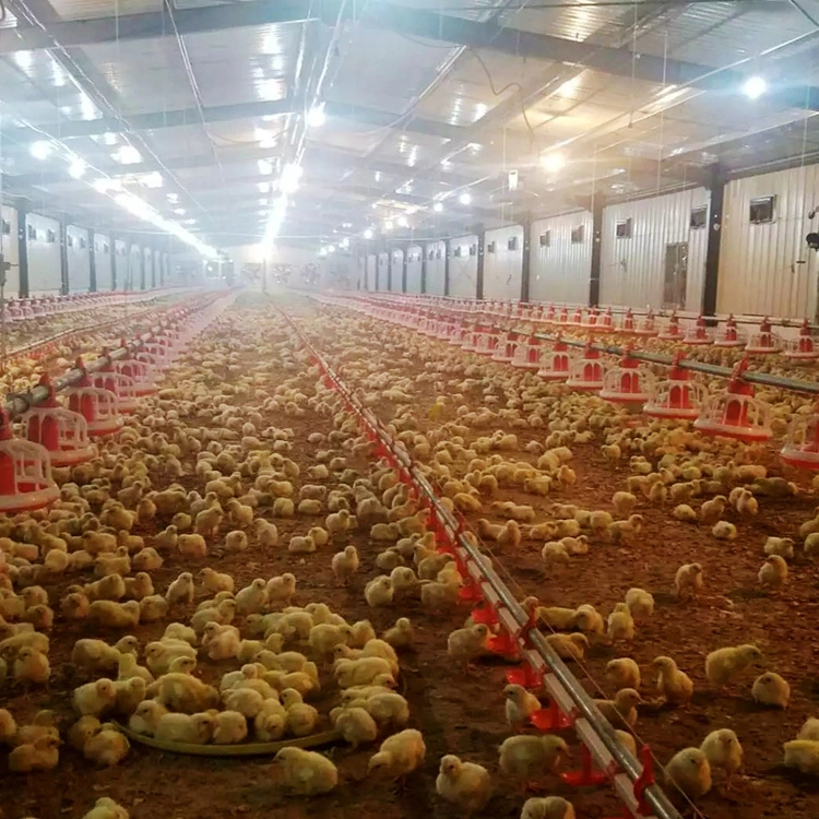 Low Price Small Scale Poultry Farming