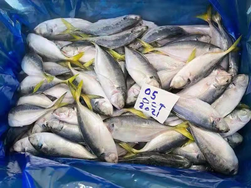 Самый дешевый из свежих морепродуктов замороженные желтые задние Йемена Yellowtail Scad рыбных продуктов питания