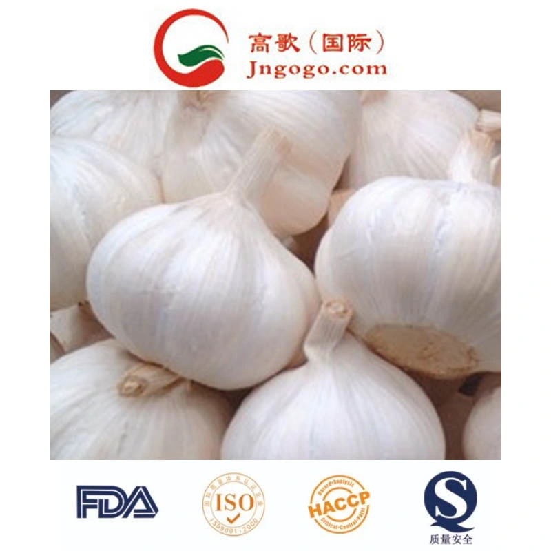 New Crop Peeled Garlic for Exporting